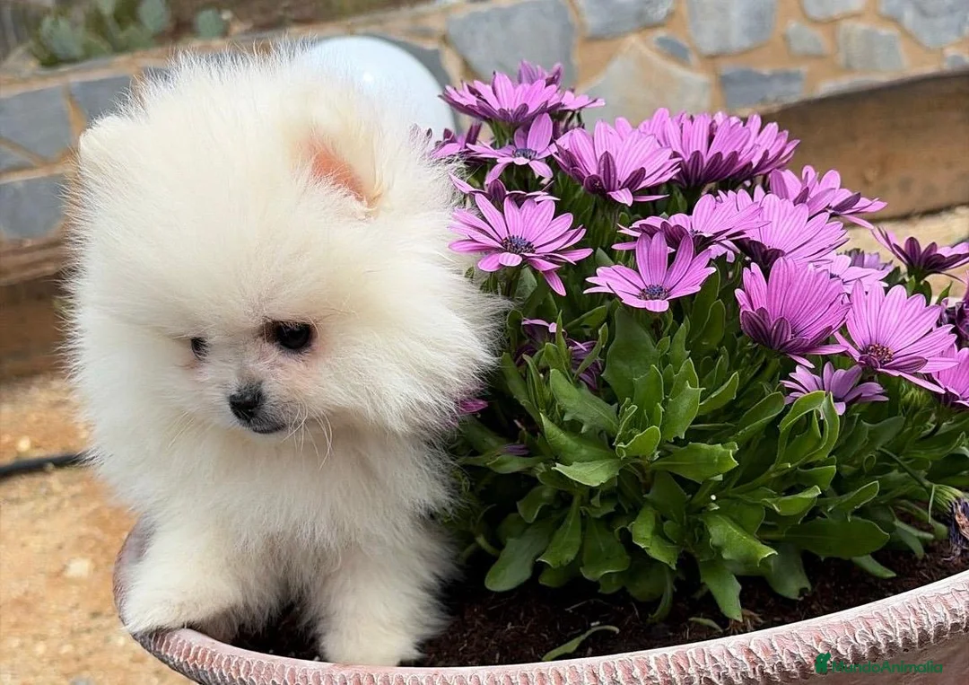 Pomerania perros en venta: Pomerania carita de osito líneas muy bonitas!! - Anuncio 5