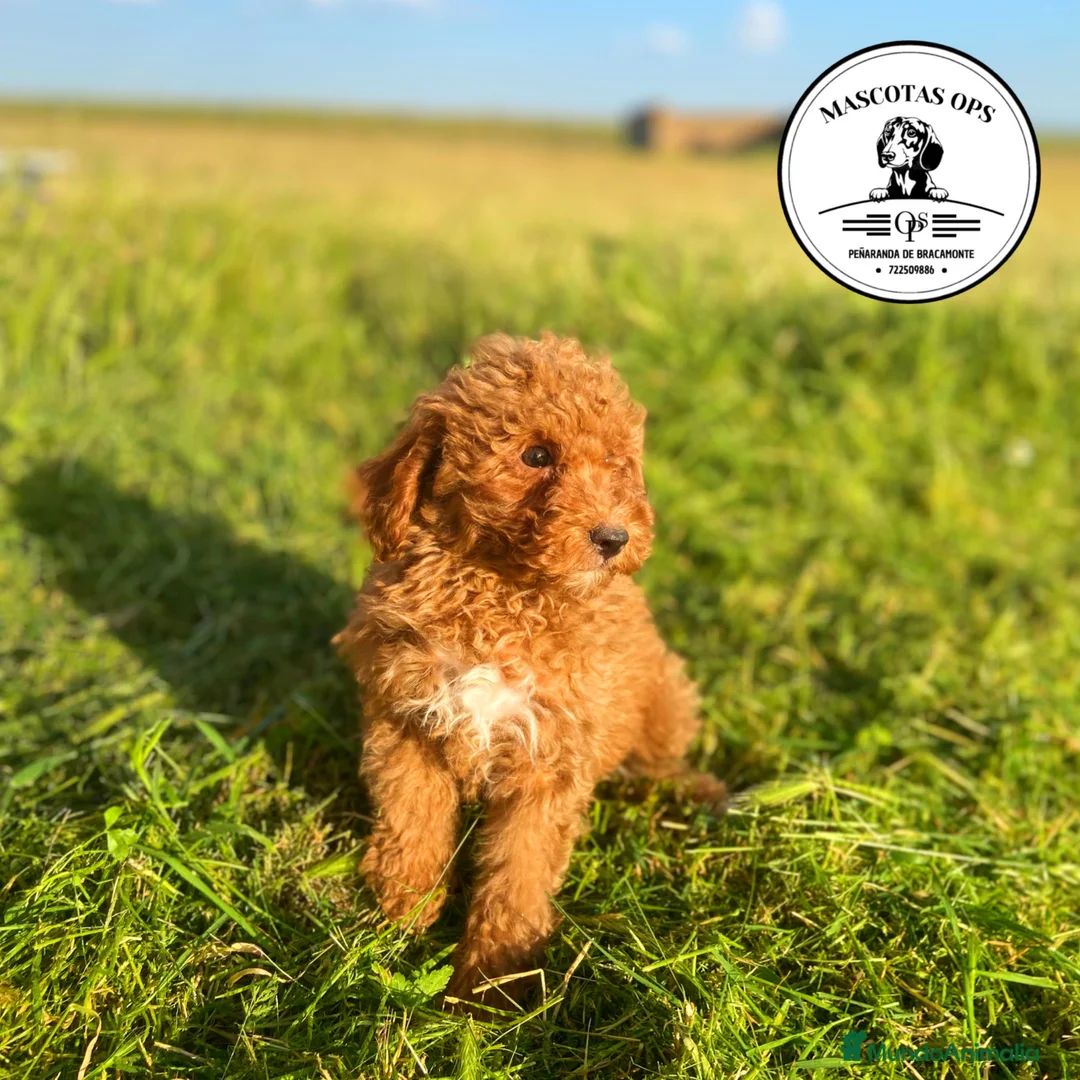 Caniche Toy perros en venta: Caniches toy y enanos - Anuncio 3