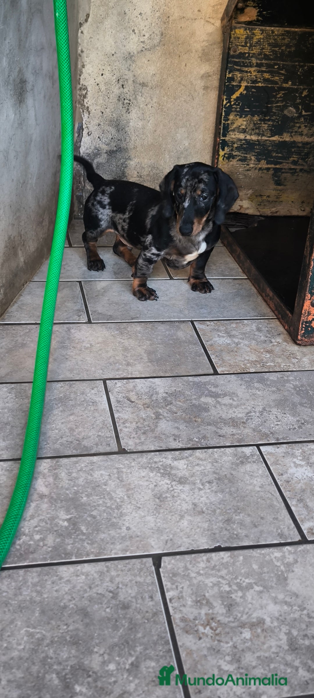 Teckel Miniatura perros en venta: teckel miniatura arlequín plata  - Anuncio 5