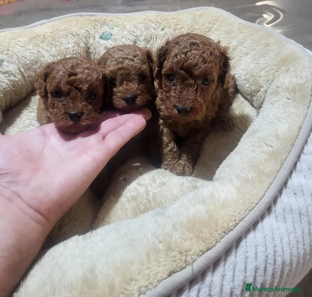 Raza Mixta perros en venta: Caniche  - Anuncio 1