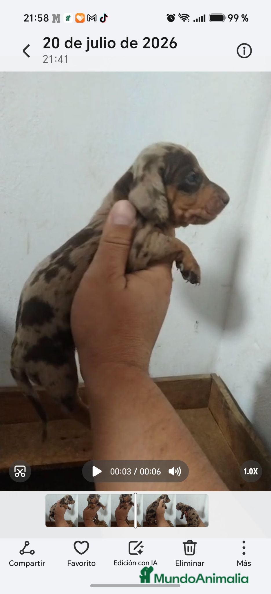 Teckel perros Espectacular camada de Teckel chocolate Arlequín - Anuncio 2