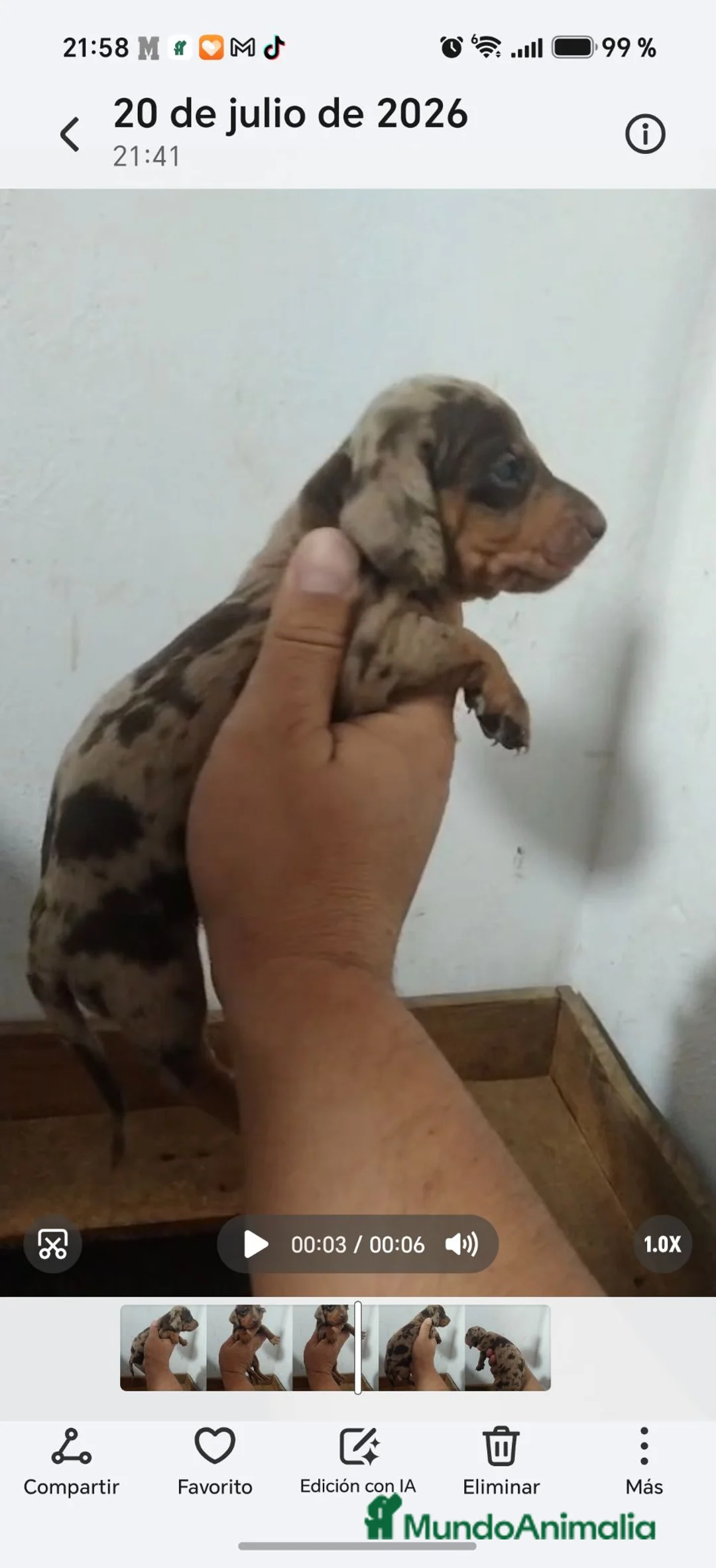 Teckel perros en venta: Espectacular camada de Teckel chocolate Arlequín - Anuncio 1