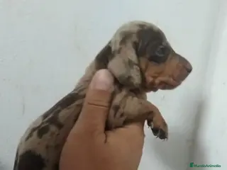 Teckel perros Espectacular camada de Teckel chocolate Arlequín - Anuncio 2