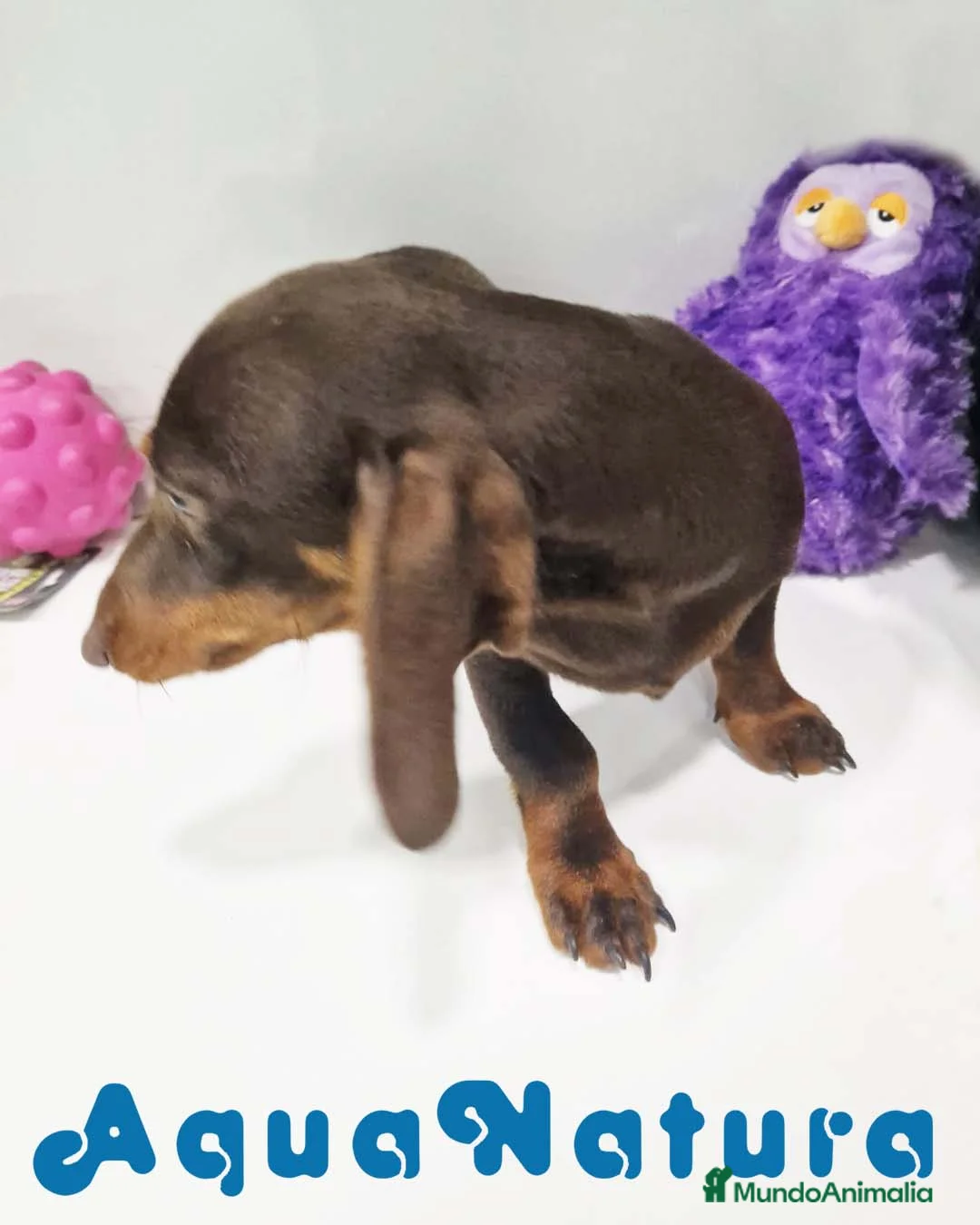 Teckel perros en venta: Teckel Macho de Lena 4482 AQUANATURA - Anuncio 4