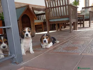 Beagle perros Beagles tricolores de calidad - Anuncio 1