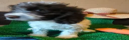 Perro de Agua Español perros en venta: Cachorros perro de agua  - Anuncio 4