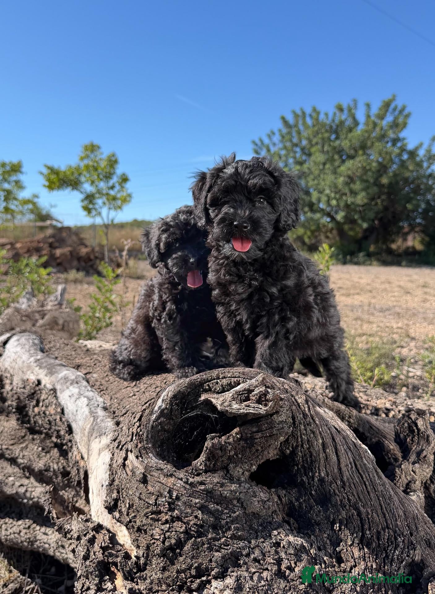 Caniche Enano perros DOS CANICHES - DISPONIBLES - Anuncio 2