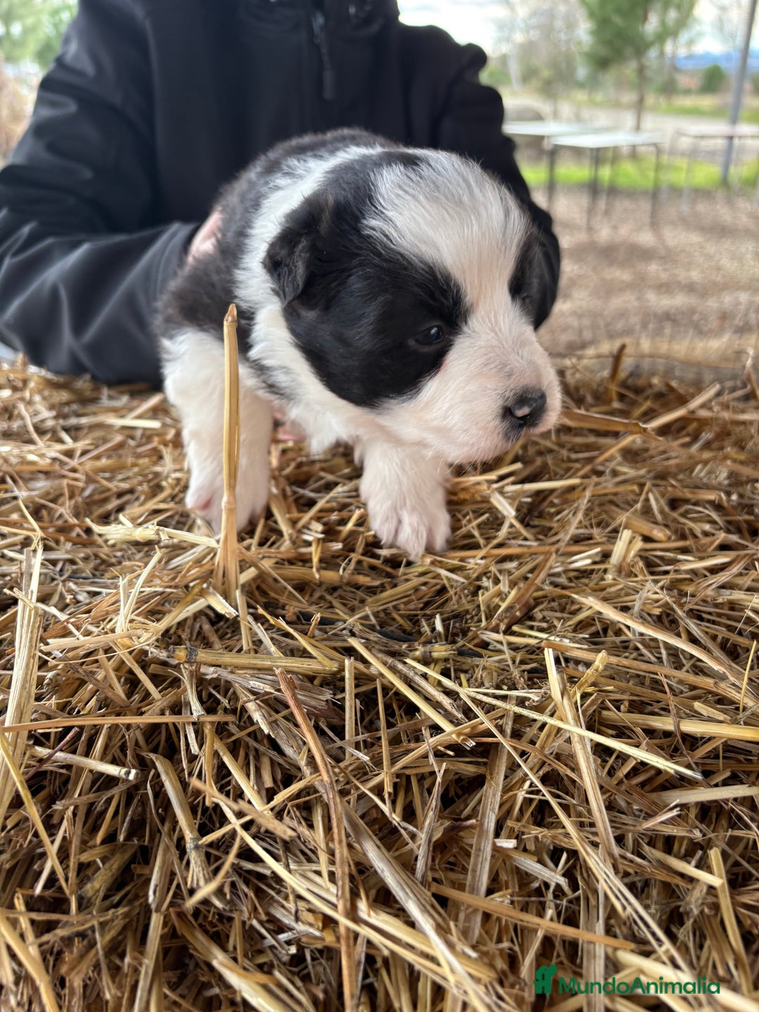 Border Collie perros en venta: Preciosa hembra de border collie  - Anuncio 5