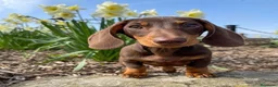 Teckel perros en venta: Teckel Chocolate en Barcelona - Anuncio 4