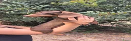 Teckel Miniatura perros en venta: Teckel hembra kanichen  - Anuncio 4