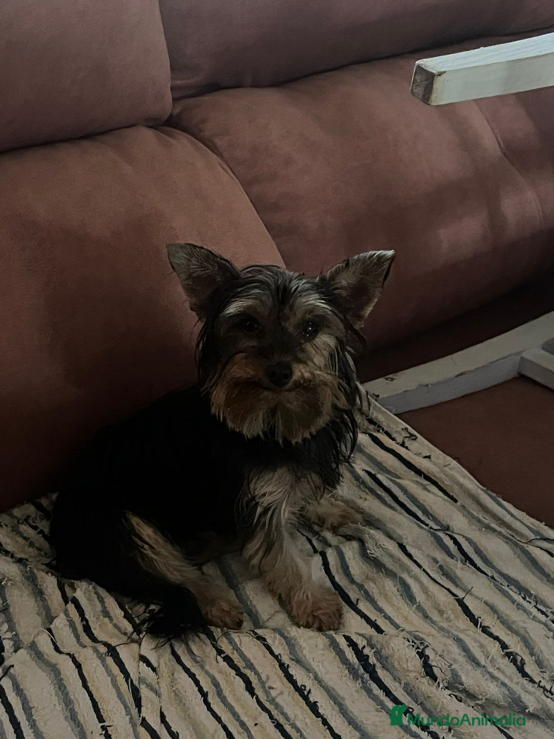 Yorkshire Terrier perros en venta: Últimos yorkshire macho y una hembra  - Imagen 4