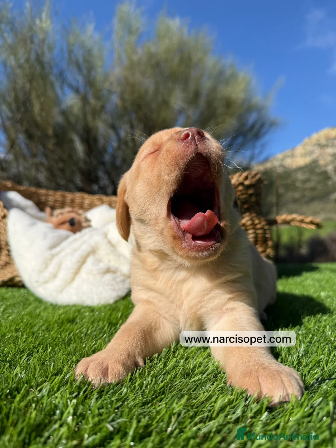 Labrador Retriever perros en venta: LABRADOR MACHO - Anuncio 5