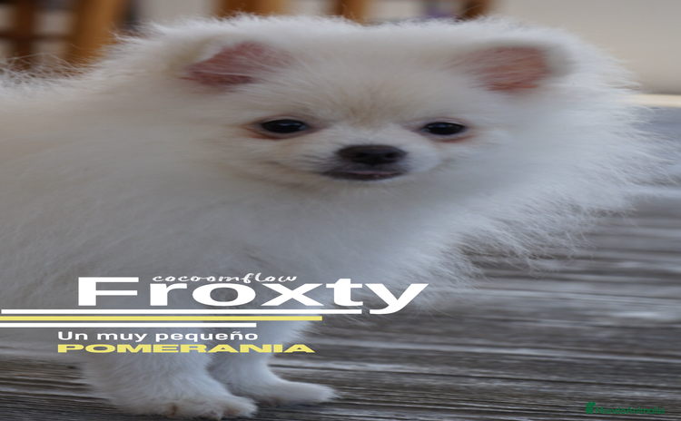 Pomerania perros - Anuncio 1