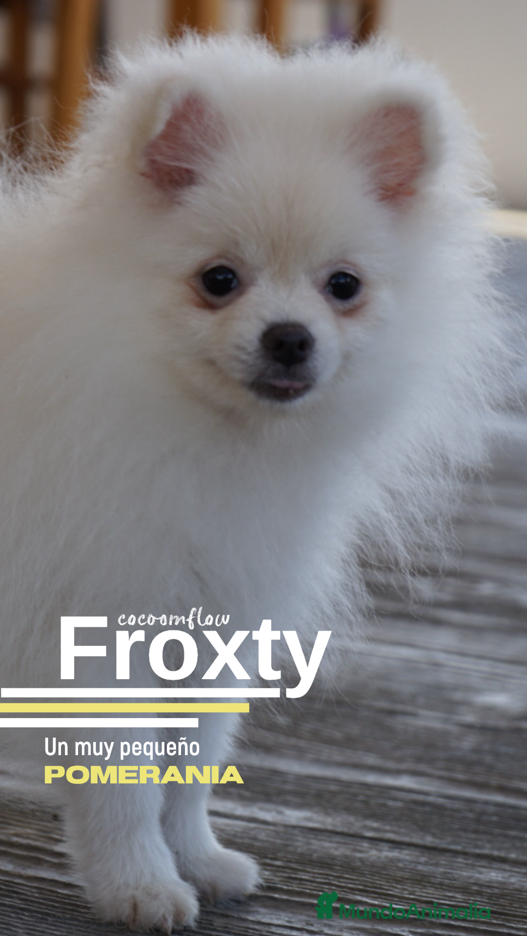 Pomerania perros en venta: ❄️ Frosty – Pomerania blanco mini 🐾 - Imagen 1