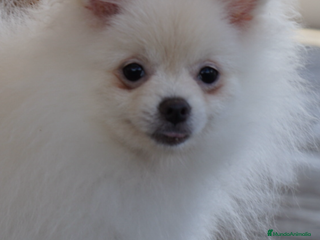 Pomerania perros - Anuncio 7