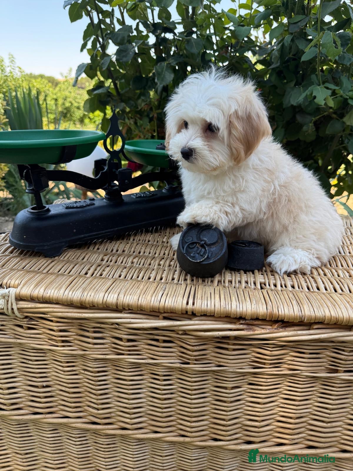 Maltipoo perros Maltipoo con todas las vacunas !!! - Anuncio 1
