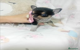 Chihuahua perros en venta: Chihuahua toy ✨ chatos cabeza manzana  - Imagen 1