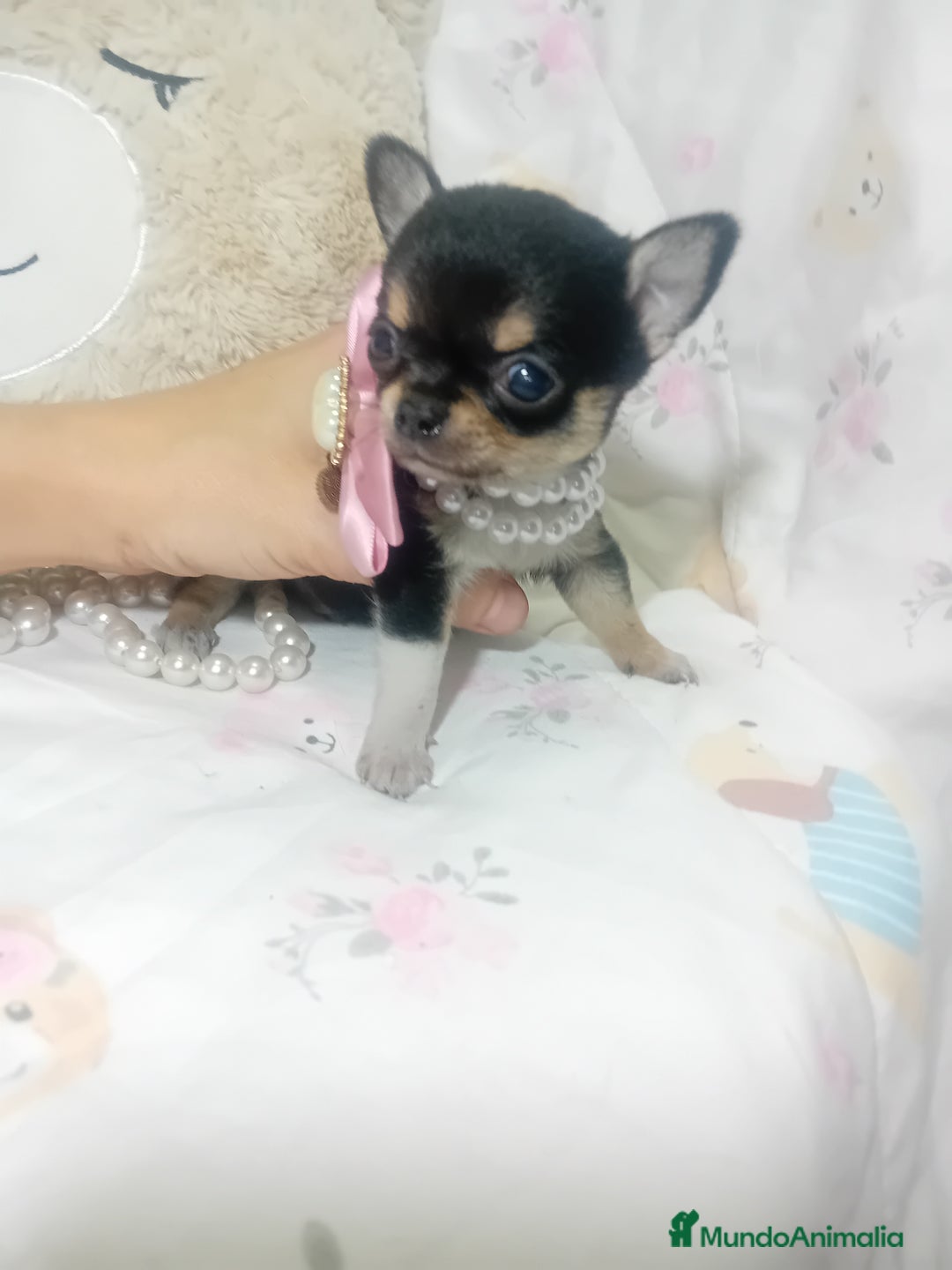 Chihuahua perros en venta: Chihuahua toy ✨ chatos cabeza manzana  - Imagen 1