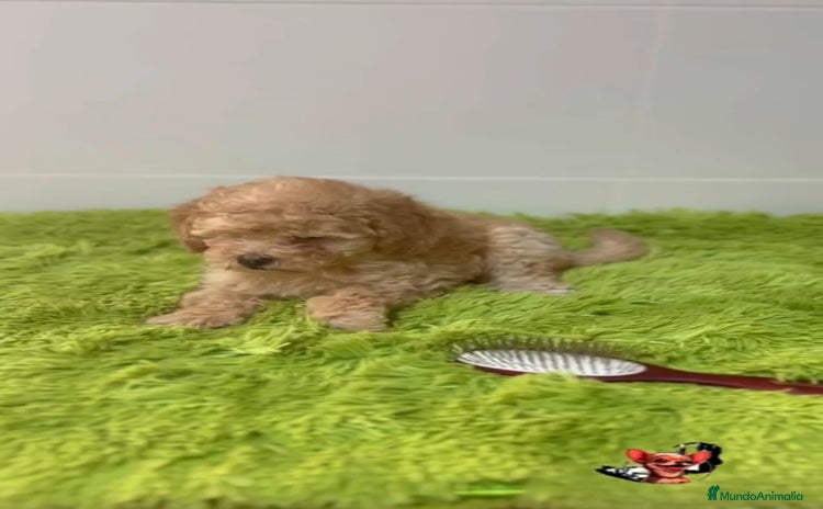 Caniche Enano perros - Anuncio 1