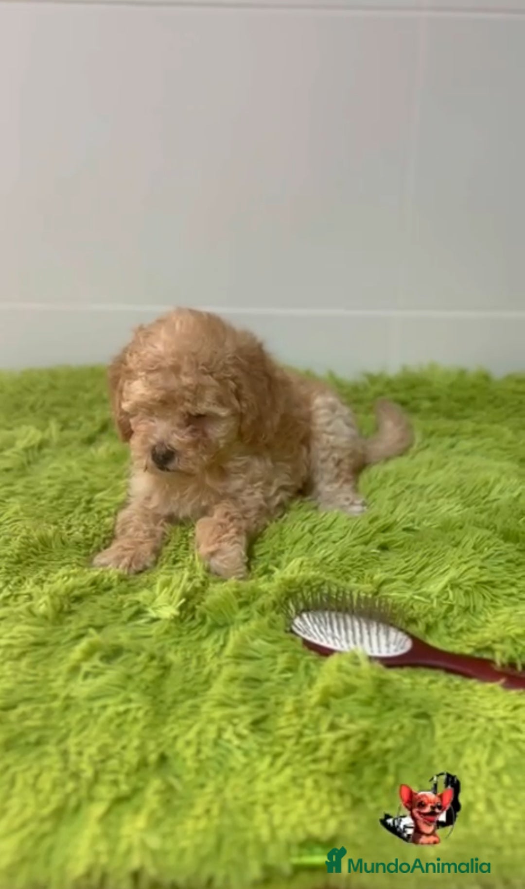 Caniche Enano perros en venta: Caniches  - Imagen 1
