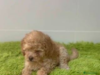 Caniche Enano perros - Anuncio 17