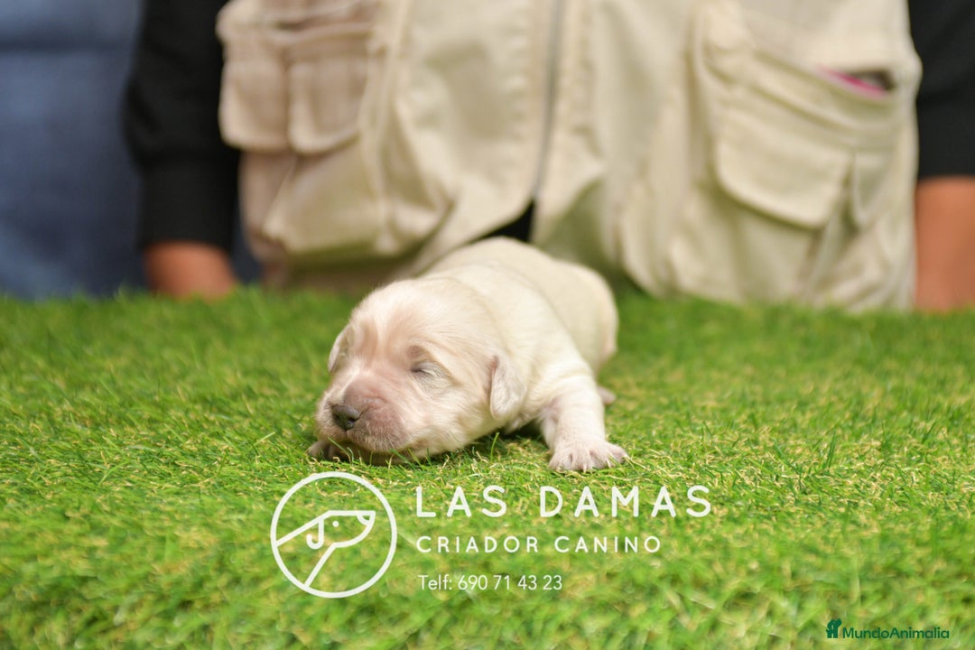 Golden Retriever perros en venta: GOLDEN RETRIEVER DISPONIBLES - Anuncio 2