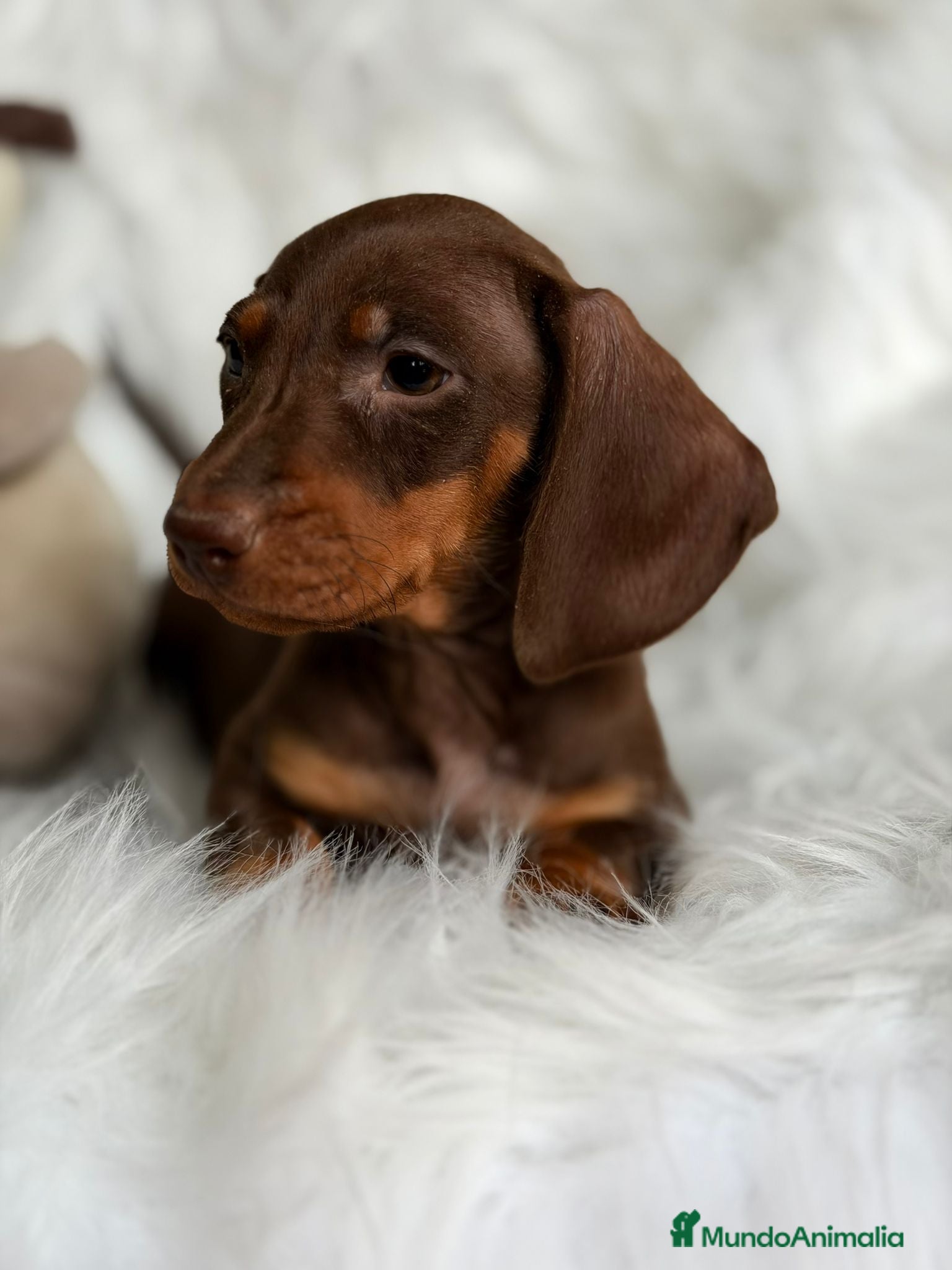 Teckel Miniatura perros TECKEL MINI CHOCOLATE  - Anuncio 2