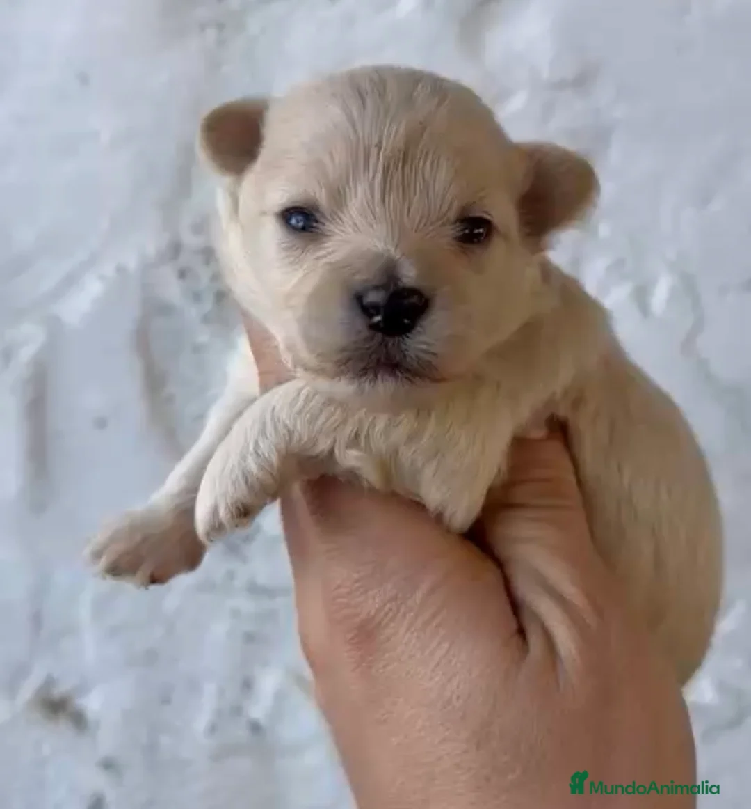 Maltipoo perros en venta: Disponibles preciosos maltipoo en Cádiz - Anuncio 3