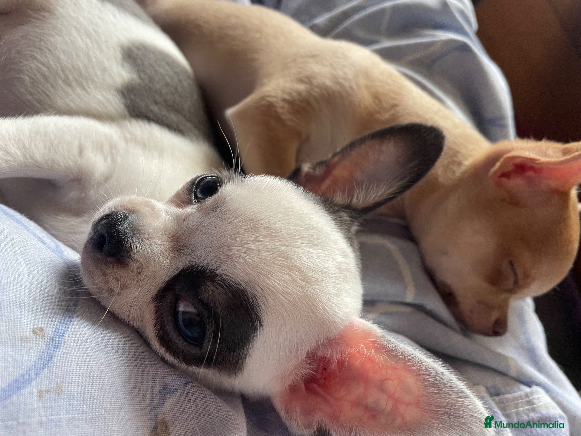 Chihuahua perros Cachorro de chihuahua - Anuncio 1
