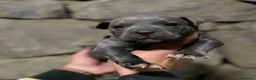 American Pit Bull Terrier perros en venta: American pitbull terrier  - Anuncio 5