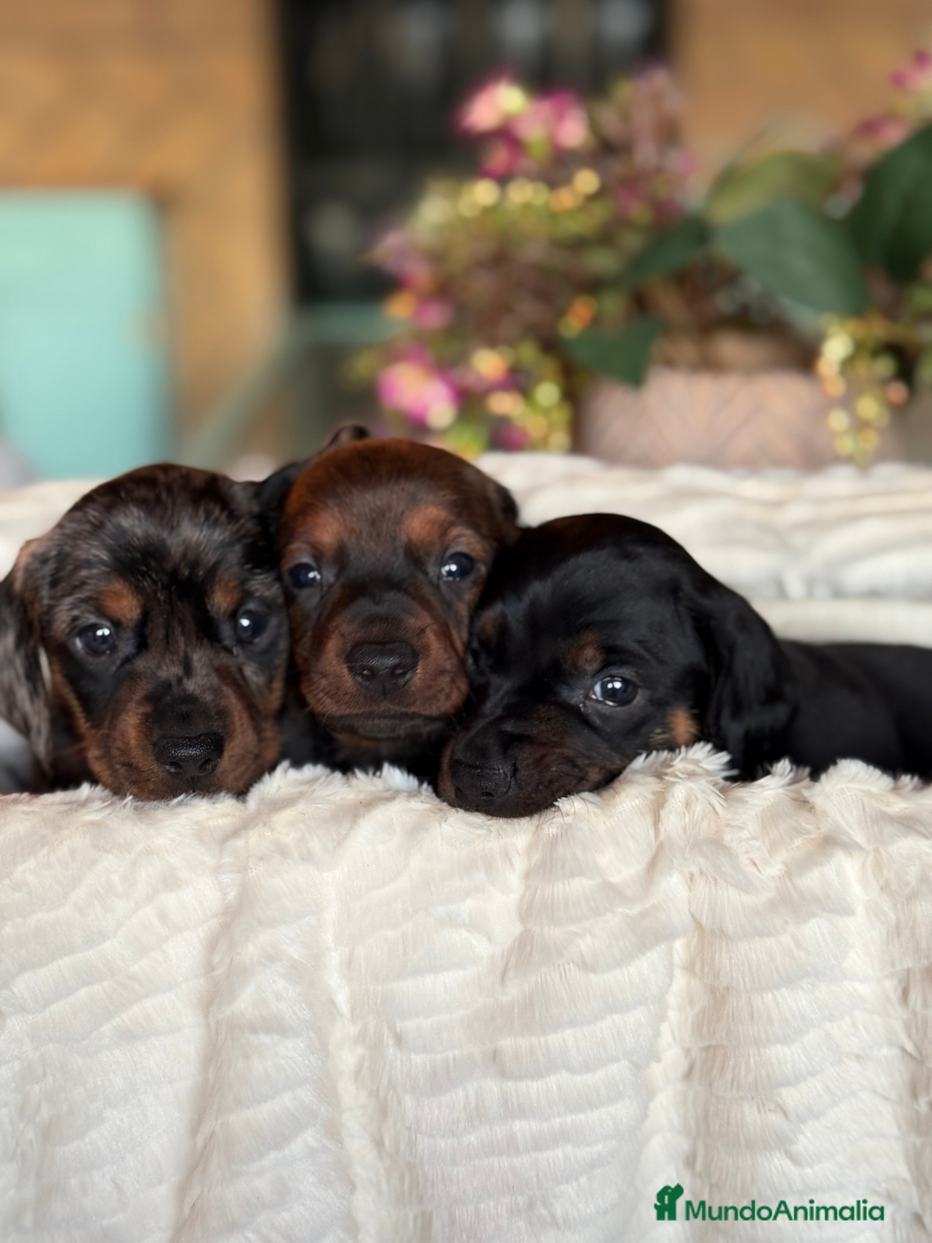 Teckel Miniatura perros Preciosa camada de Teckel mini  - Anuncio 16