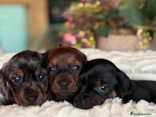 Teckel Miniatura perros Preciosa camada de Teckel mini - Anuncio 1