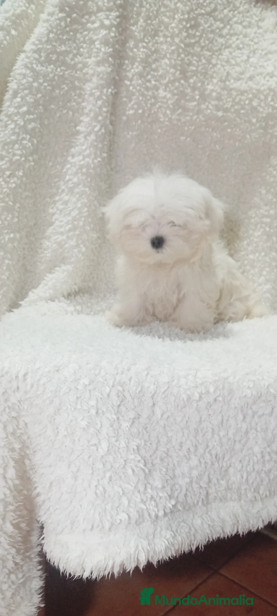 Bichón Maltés perros en venta: ‼️‼️PRECIOSA CAMADA DE BICHÓN MALTES COREANO TOY  - Anuncio 1