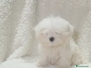 Bichón Maltés perros ‼️‼️PRECIOSA CAMADA DE BICHÓN MALTES COREANO TOY - Anuncio 7
