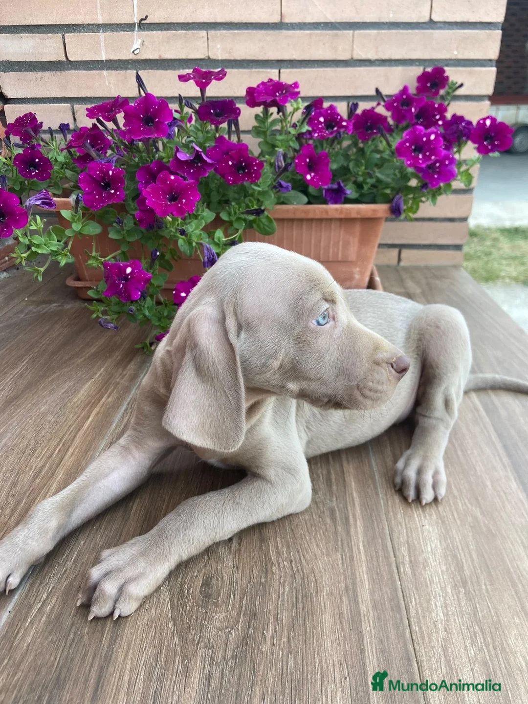 Weimaraner perros en venta: Preciosos bravos de weimar - Anuncio 1