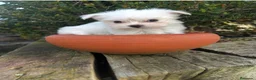 Bichón Maltés perros en venta: Bichón Maltés Toy  - Anuncio 2