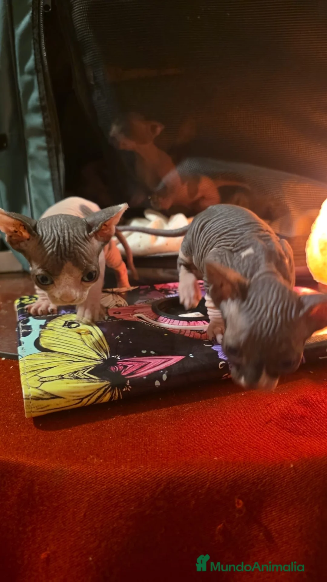 Sphynx gatos en venta: IMPRESIONANTES SPHYNX en Murcia - Anuncio 3