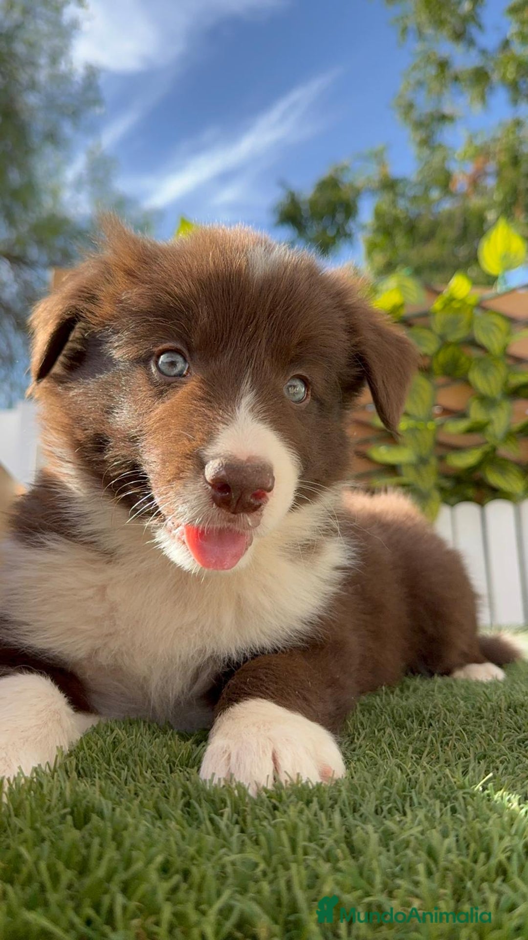 Border Collie perros en venta: BORDER COLLIE MACHO CHOCOLATE - Imagen 3