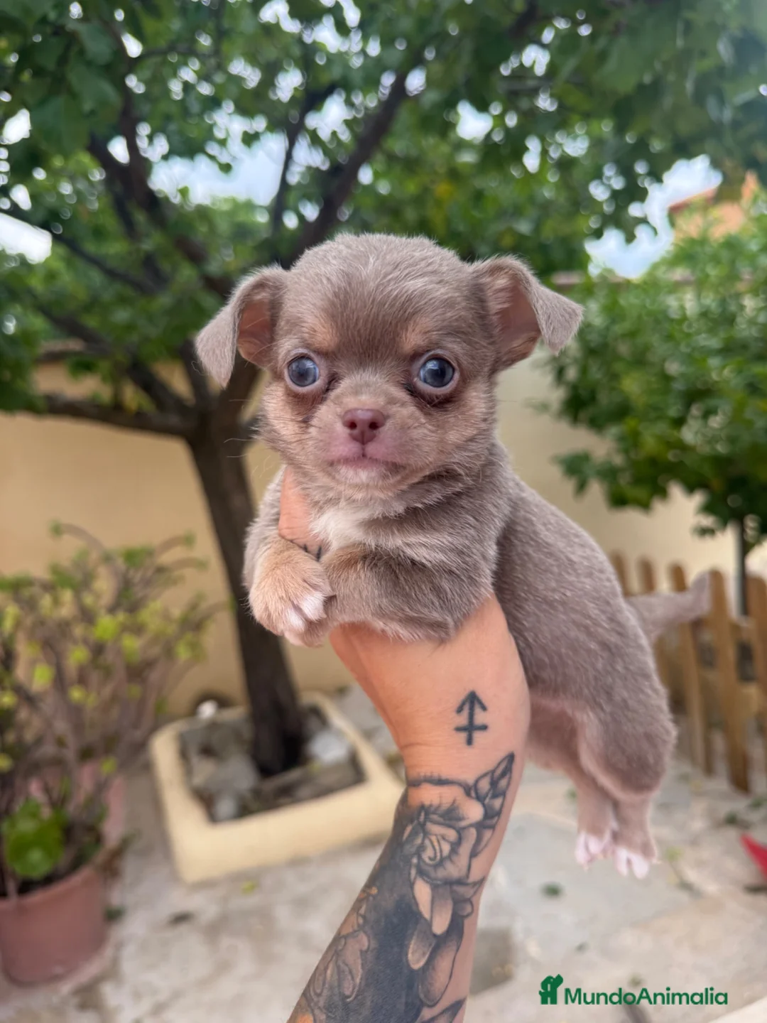 Chihuahua perros en venta: Chihuahuas machos isabelas disponibles - Anuncio 2