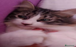 Siberiano gatos en venta: Siberianos  - Imagen 1