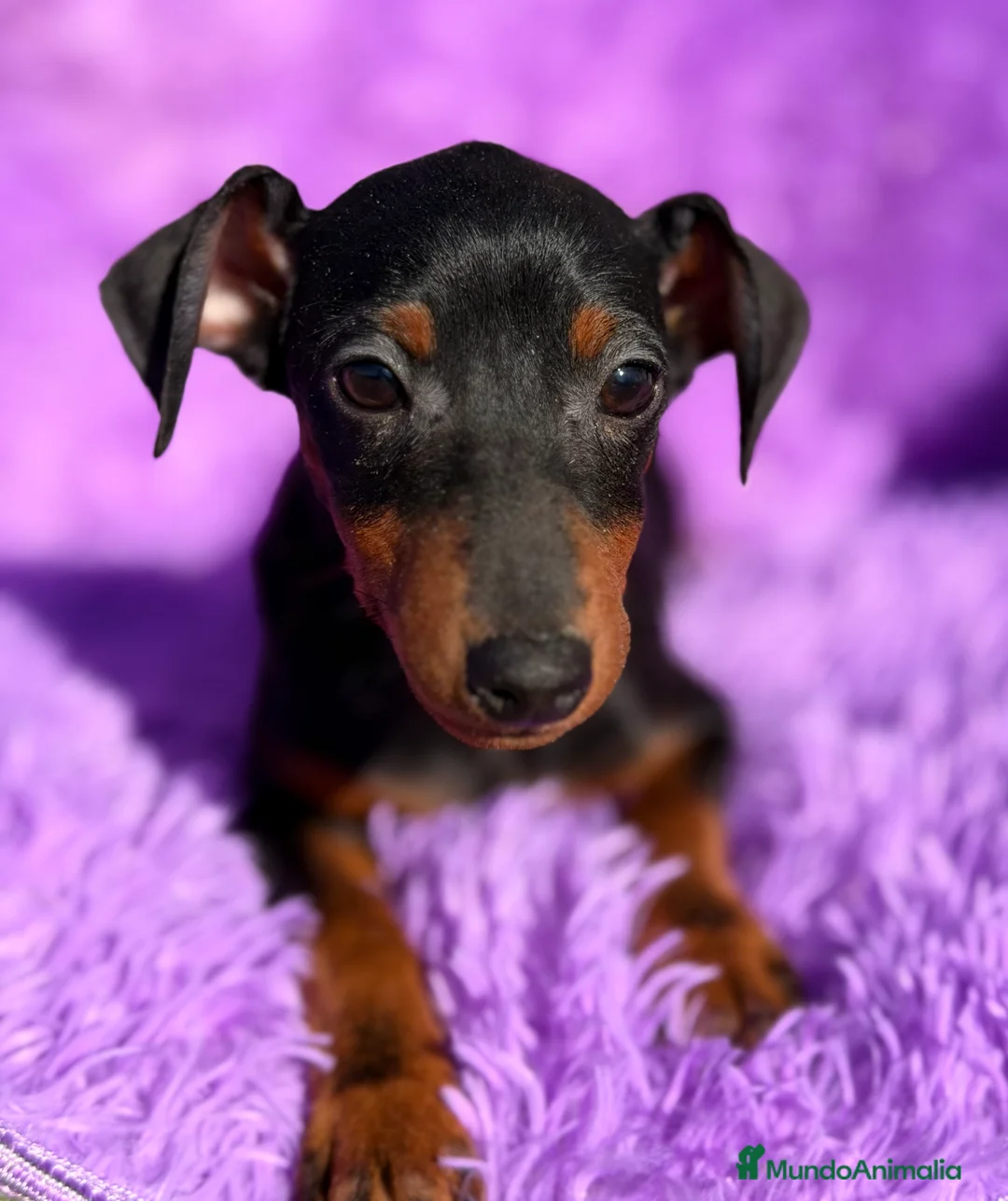 Pinscher Miniatura perros en venta: Minipincher hembra  - Anuncio 5
