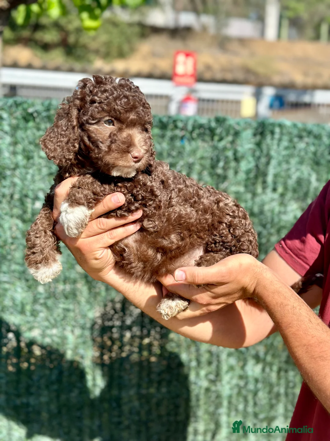 Perro de Agua Español perros en venta: Perro de Agua - Anuncio 1