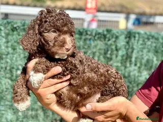 Perro de Agua Español perros Perro de Agua - Anuncio 4