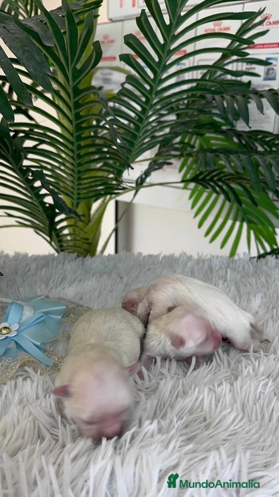 Bichón Maltés perros en venta: BICHON MALTES 100% COREANO - Anuncio 4