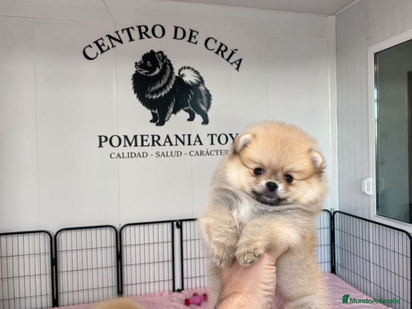 Pomerania perros POMERANIA TOY , IMPERIAL CANIS  - Anuncio 2