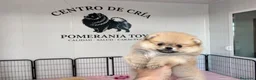 Pomerania perros en venta: POMERANIA TOY , IMPERIAL CANIS  en Cáceres - Anuncio 1