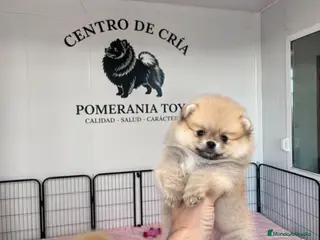 Pomerania perros POMERANIA TOY , IMPERIAL CANIS - Anuncio 3