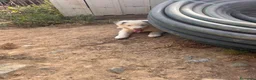 Border Collie perros en venta: Border collies de calidad  - Anuncio 5