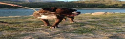 Boxer perros en venta: Boxer  - Anuncio 8