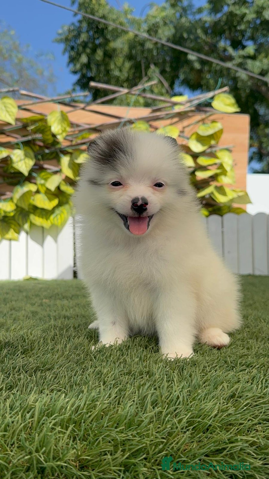 Pomerania perros en venta: POMERANIA HEMBRA BLANCA Y NEGRA - Imagen 17